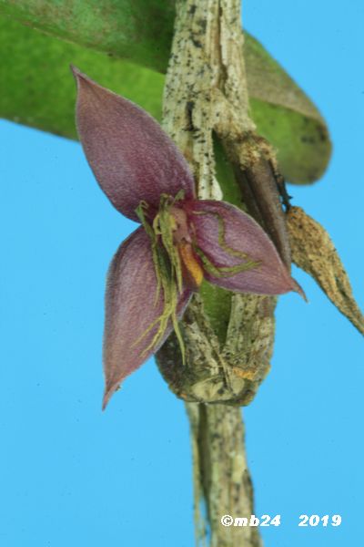 Bulbophyllum davidii Bulbop59