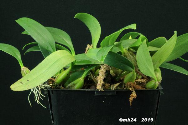 Bulbophyllum sp section racemosae  Bulbop63
