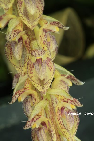 Bulbophyllum sp section racemosae  Bulbop64