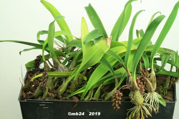 Bulbophyllum careyanum  Bulbop69