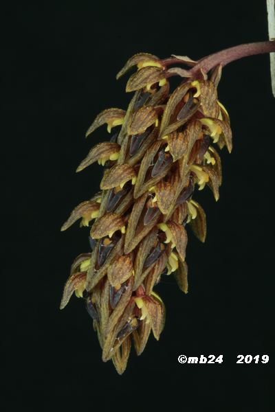 Bulbophyllum careyanum  Bulbop70
