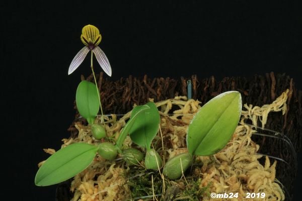 Bulbophyllum bolsteri Bulbop72