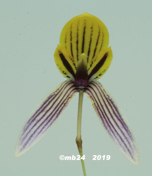Bulbophyllum bolsteri Bulbop73