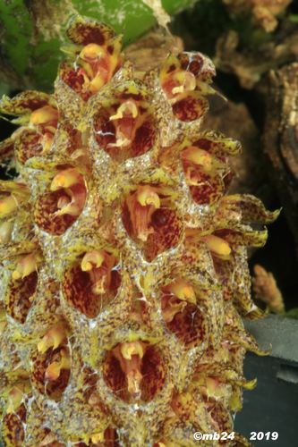 Bulbophyllum crassipes  Bulbop78