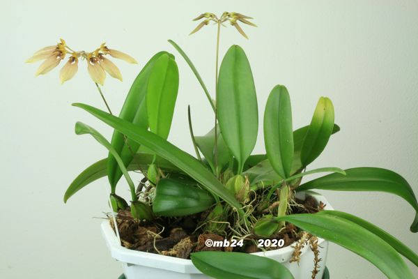 Bulbophyllum weberi  Bulbop79