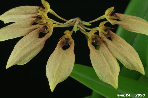 Bulbophyllum weberi  Bulbop80