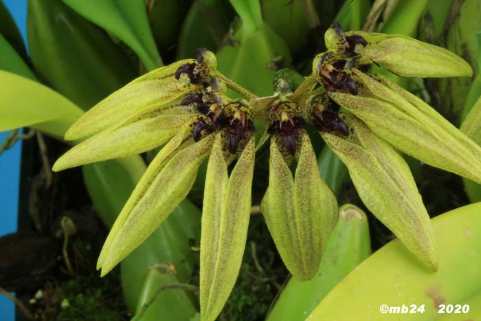 Bulbophyllum picturatum Bulbop82