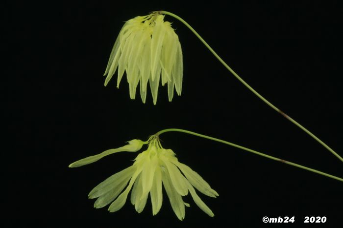 Bulbophyllum othonis  Bulbop83