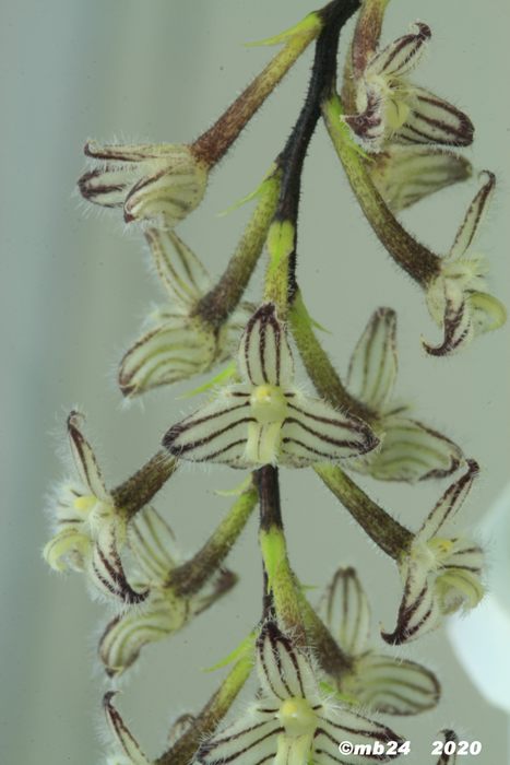 Bulbophyllum lindleyanum Bulbop89