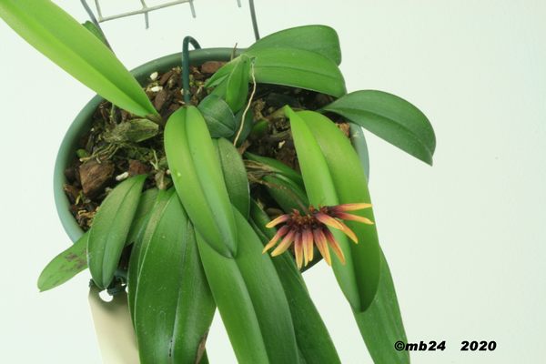 Bulbophyllum cumingii Bulbop90