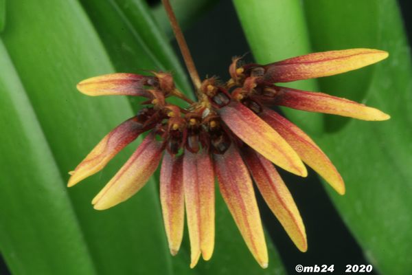 Bulbophyllum cumingii Bulbop91