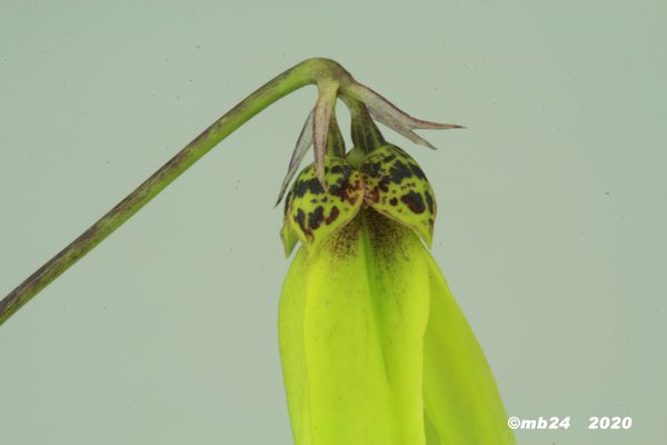 Bulbophyllum thiurum Bulbop95