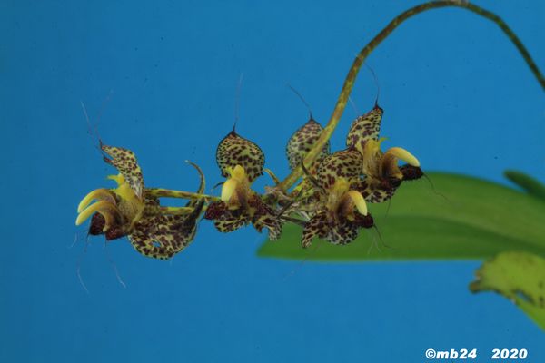 Bulbophyllum cornu-ovis  Bulbop96