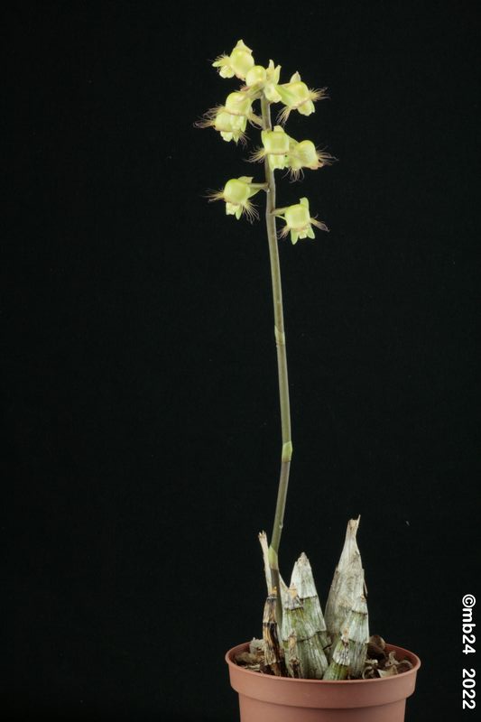 Catasetum gardneri Catas101