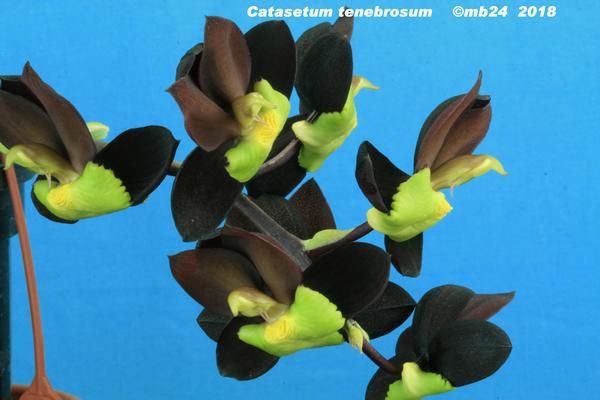 Catasetum tenebrosum Catase11