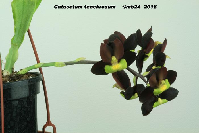 Catasetum tenebrosum Catase12