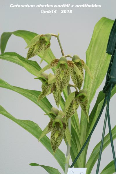 Catasetum   charlesworthii x ornithoides  Catase16