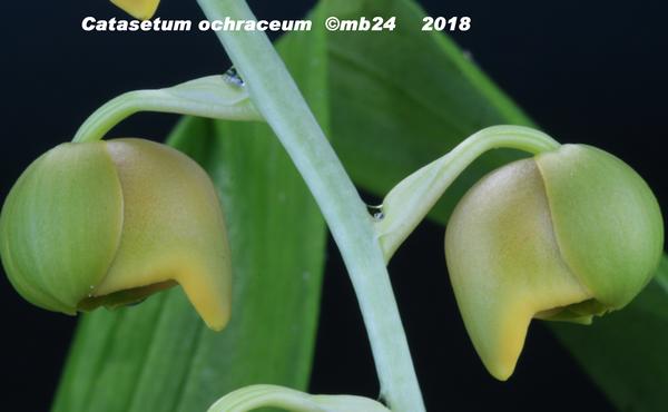 Catasetum ochraceum  Catase27
