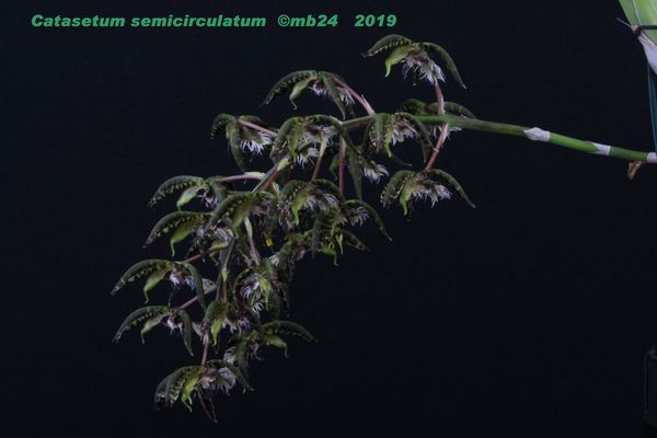 Catasetum semicirculatum Catase34