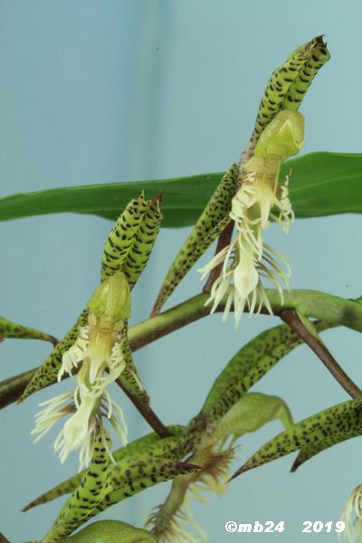 Catasetum gladiatorium  Catase48