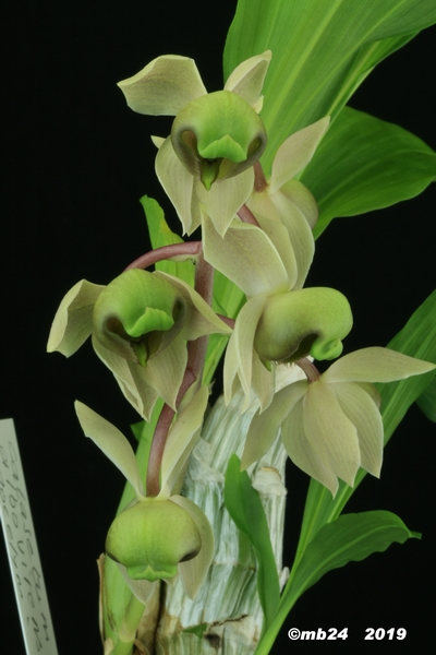 Catasetum albovirens Catase56