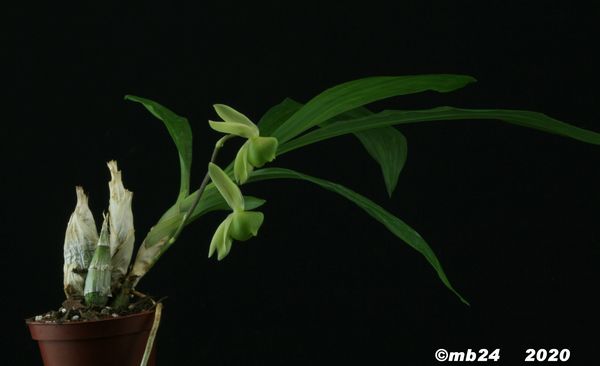 Catasetum matogrossense Catase63