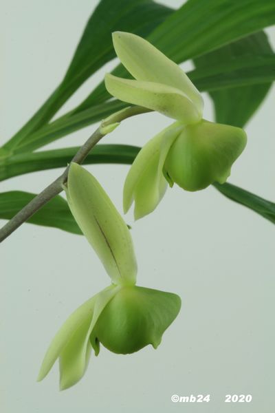 Catasetum matogrossense Catase64