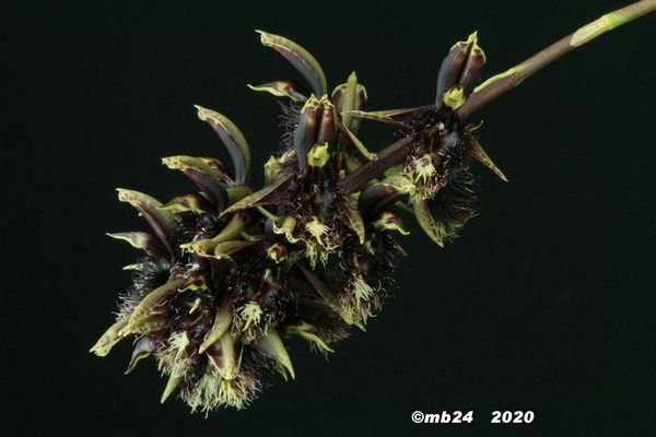 Catasetum arietinum Catase66