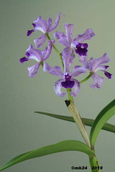 Cattleya amethystoglossa Cattle20