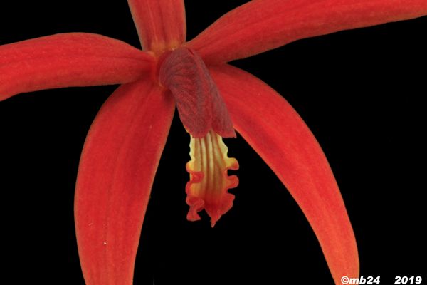 Cattleya sanguiloba (faux cinnabarina...)  Cattle35