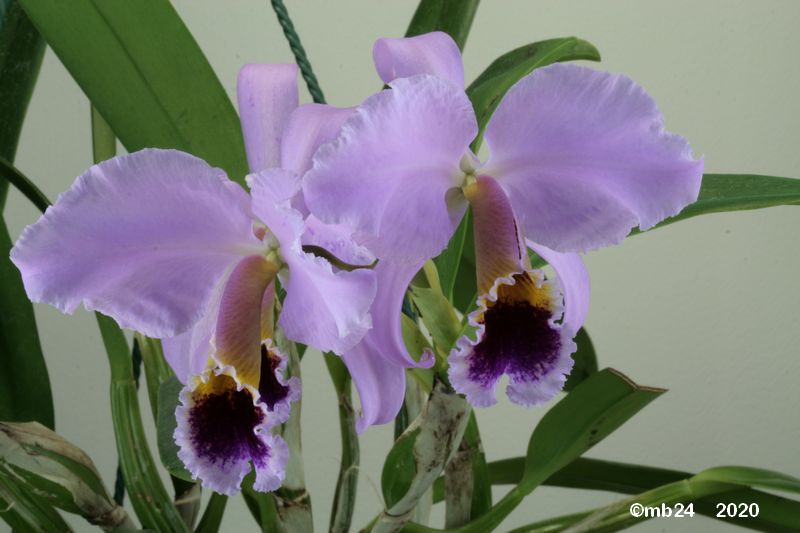 Cattleya percivaliana Cattle51