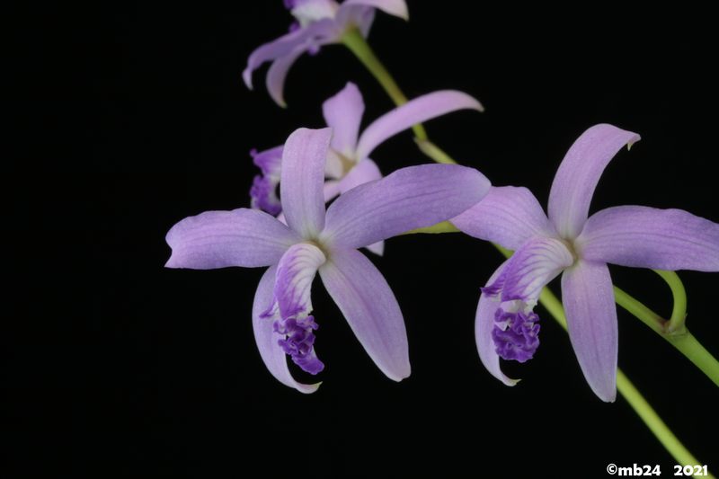 Cattleya caulescens  Cattle61