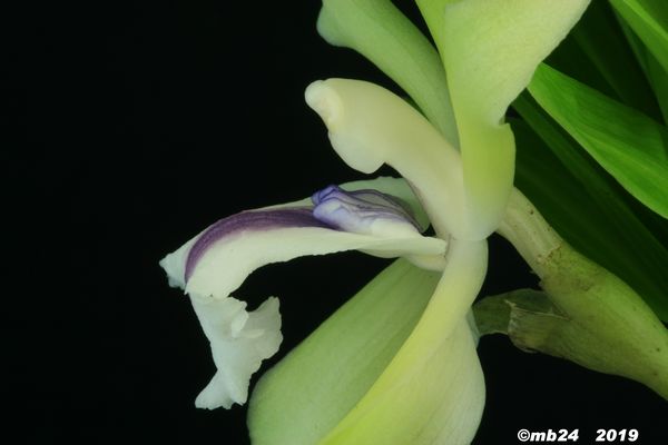 Cochleanthes aromatica Cochle12