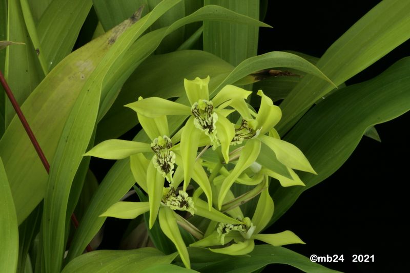 Coelogyne pandurata Coelo129