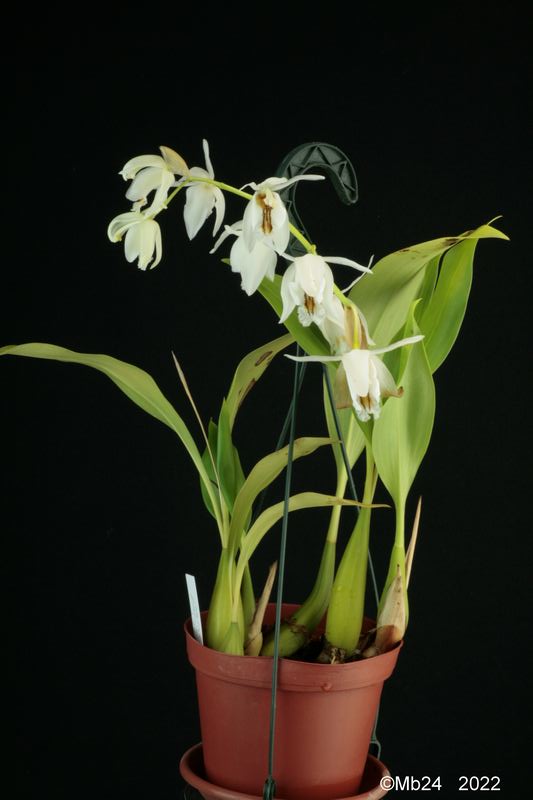 Coelogyne sanderae et non pulchella ! Coelo136