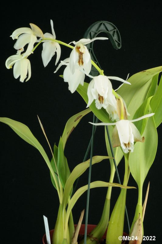 Coelogyne sanderae et non pulchella ! Coelo137