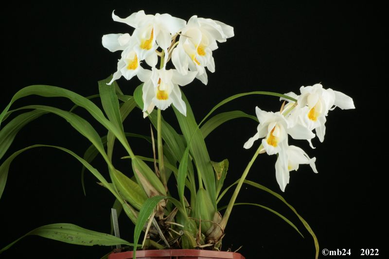 Coelogyne Linda Buckley Coelo139