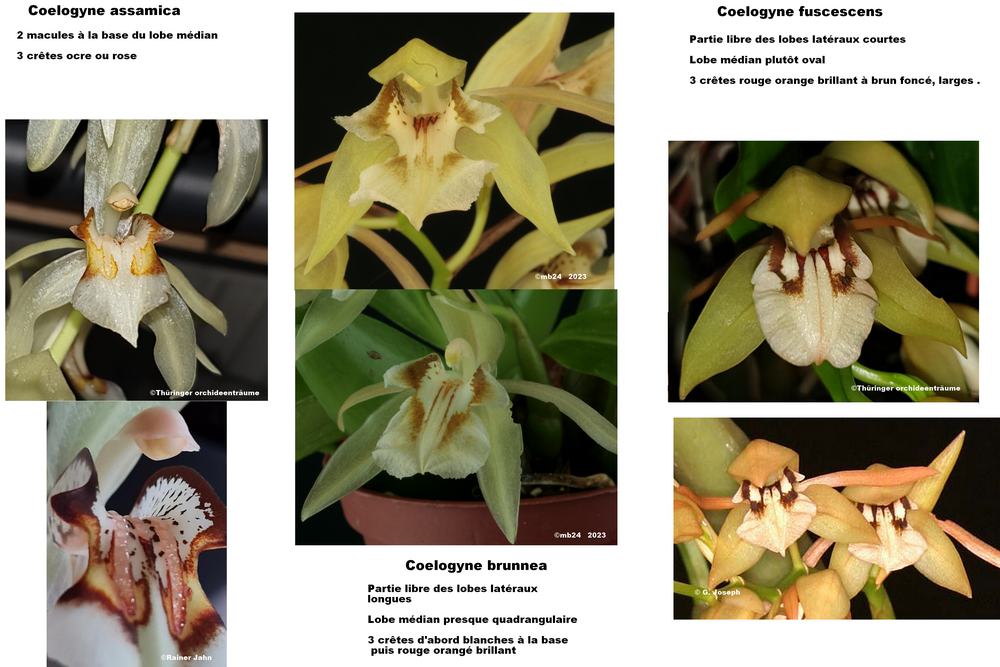 Coelogyne brunnea Coelo182