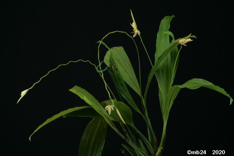 Coelogyne bilamellata Coelog89