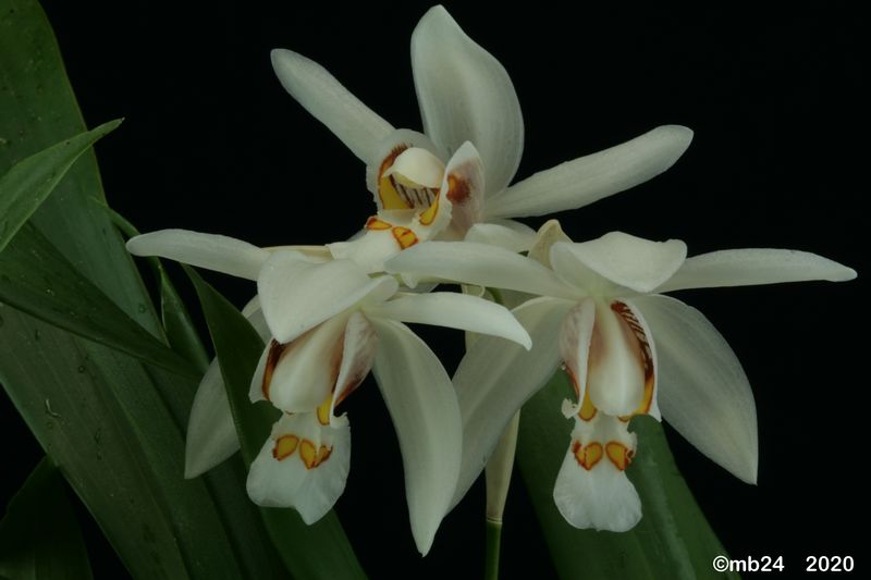 Coelogyne punctulata  Coelog98