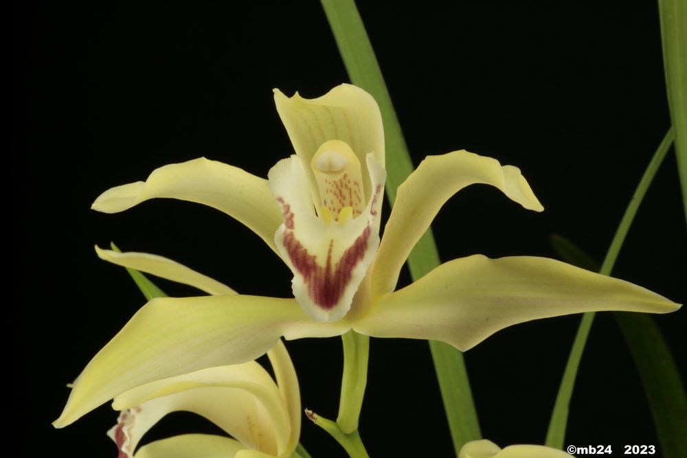 Cymbidium changningense Cymbi177