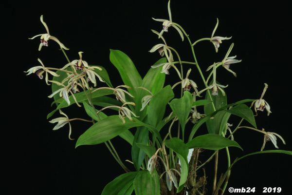 Cymbidium lancifolium Cymbid73