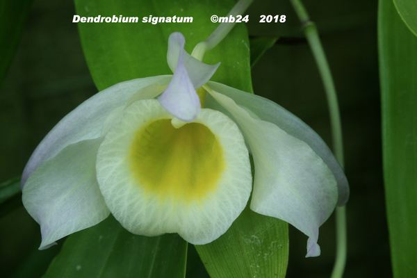 Dendrobium signatum Dendro12