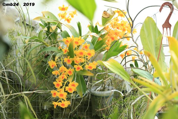 Dendrobium chrysotoxum Dendro28