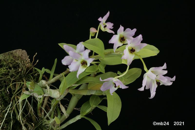 Dendrobium trantuanii Dendro66