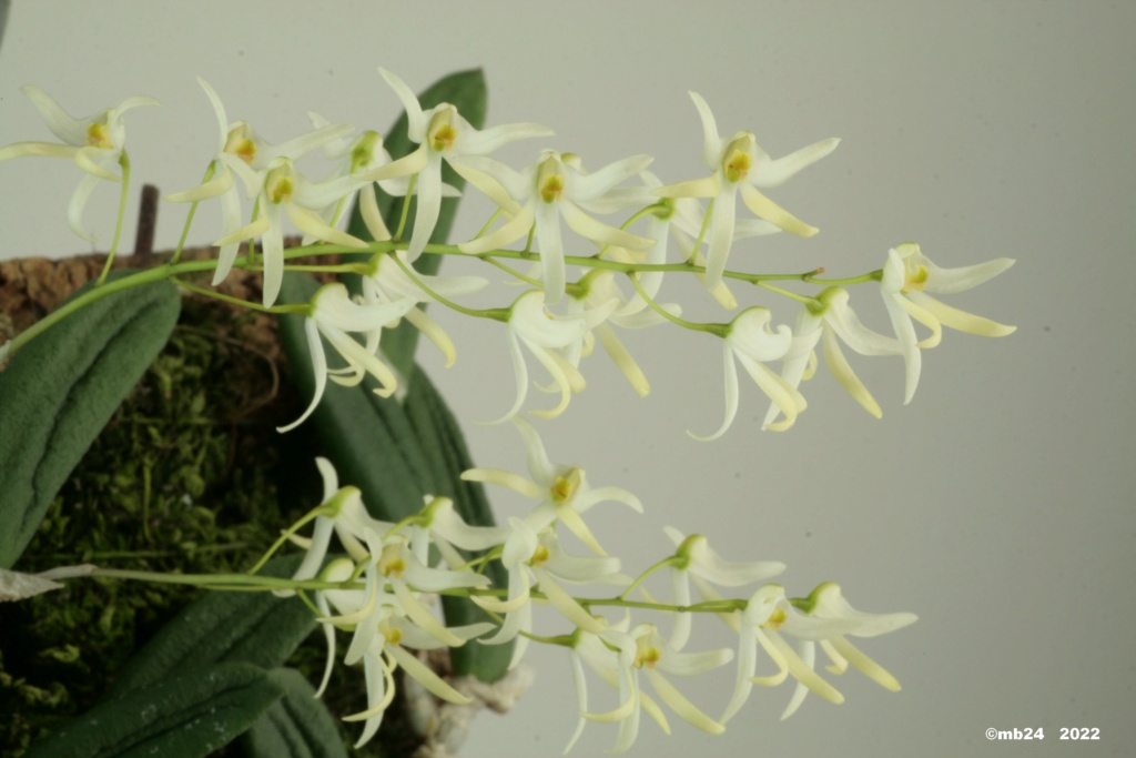 Dendrobium linguiforme Dendro78