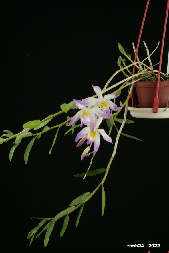 Dendrobium vietnamense Dendro85