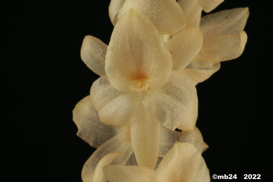 Coelogyne  hampelii  Dendro95