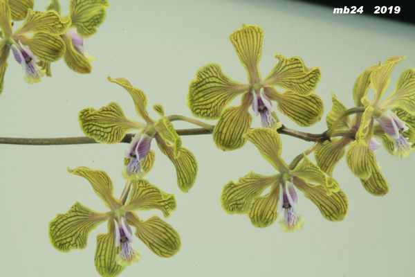 Encyclia fowliei Encycl11