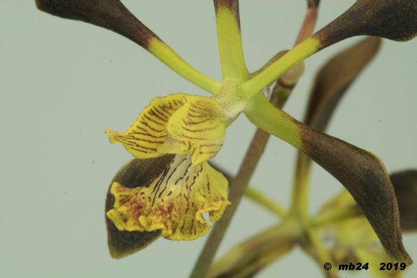 Encyclia  parviflora ( faux alata subsp. virella = belizensis) Encycl13